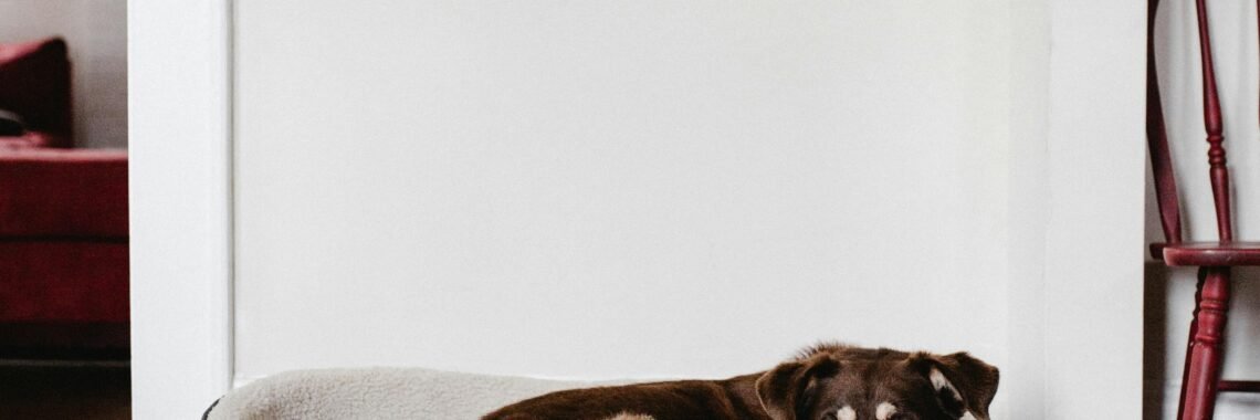 Psi i strah od petardi