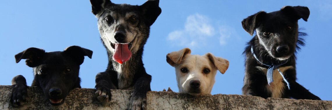 Transfer kucnih ljubimaca